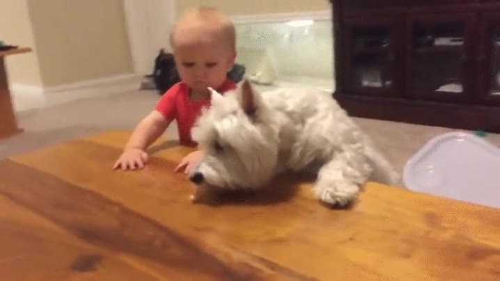 amigos,perro,bebe,comida,acercar