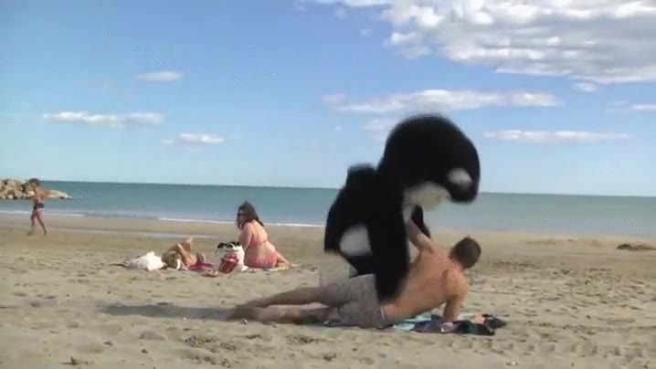 verano,tranquilos,playa,orcas,venganza