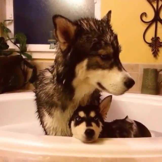 humano,gustar,baños,perro