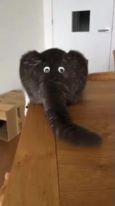 gato,obsesi&oacute;n,cola,elefante,charla