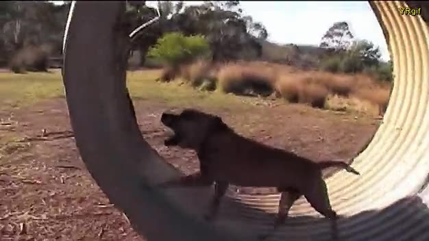 perro,hamster,corriendo