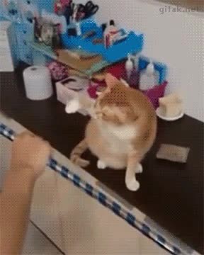 gato,confundido,truco,magia,vara
