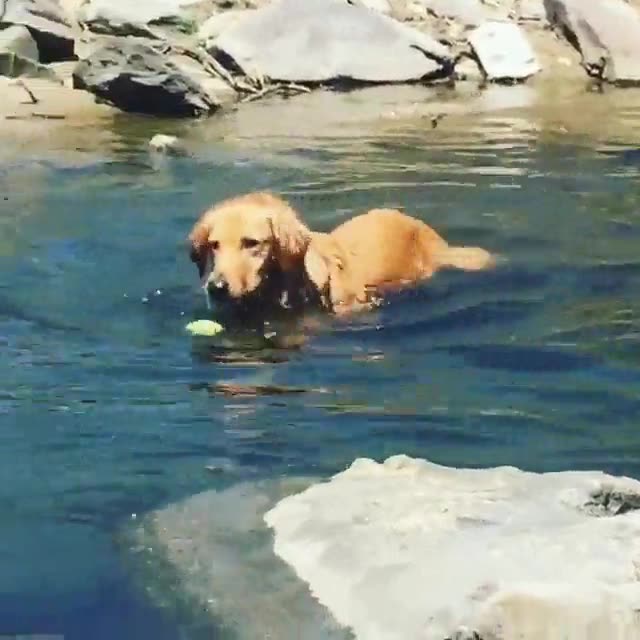 perro,nadar,pelotas,ansias,querer
