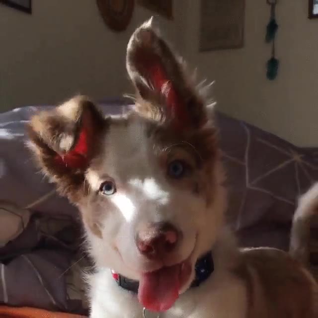 cachorro,adorable,ojos,rendir,perro