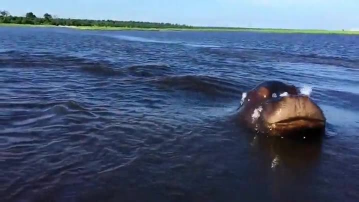 terror&iacute;fico,pasar,lancha,perseguir,susto