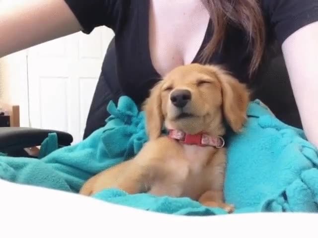 cachorro,intentar,dormir,imposible