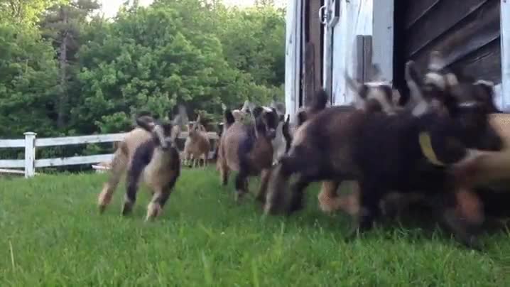 mejor forma,perseguir,correr,animales,granja
