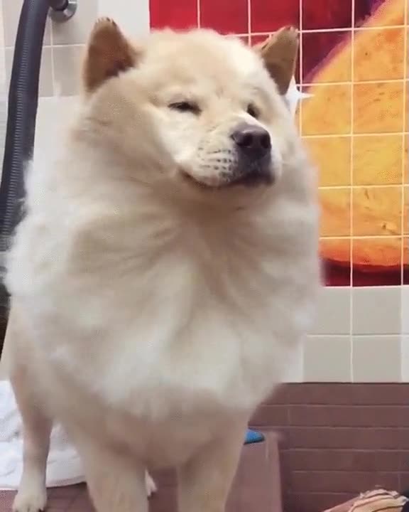 perro,pelo,aire,muy digno,envidia