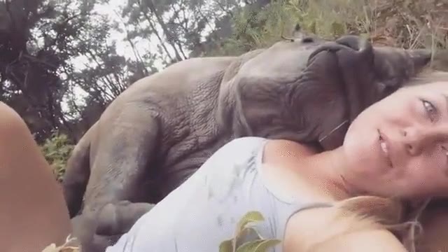 creo,definitivamente,rinoceronte,enamorado