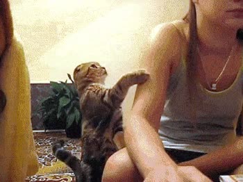 disculpe,humana,educación,gato,caricia