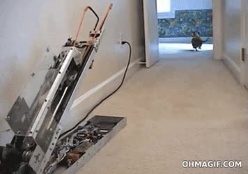 no entiendo,perros,jugar,pelota