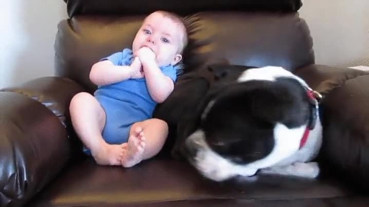 perro,fuga,bebe,necesidades,caca