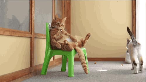 pel&iacute;cula,el padrino,gatos,silla