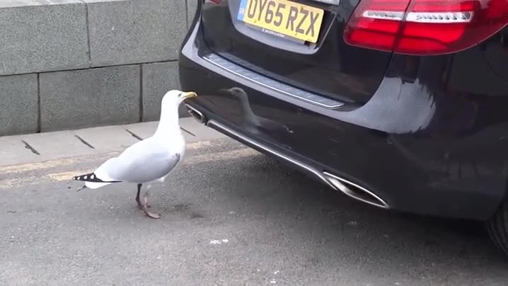 apartar,camino,coche,gaviota,problemas