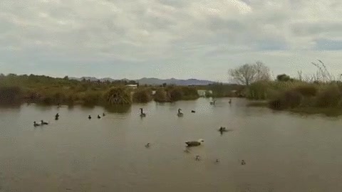 guerra,pato,dron,sitio,planeta