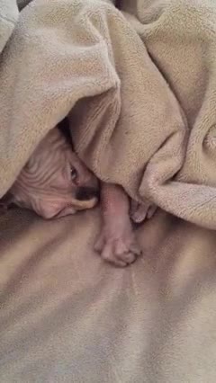 gato,mal rollo,cama,mano,ven