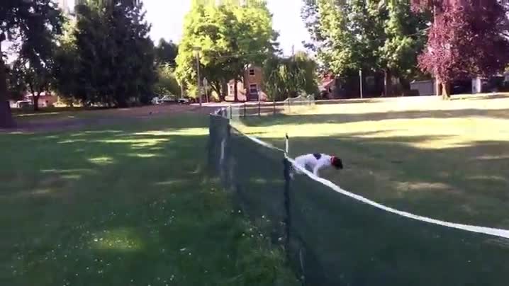 observar,perro,estilo,red,salto