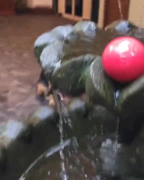 troll,perro,cruel,pelota,saltar,fuente