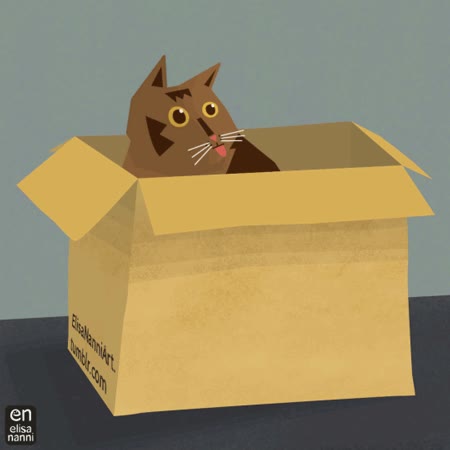 cada vez,intentar,hacer,foto,gato,caja,cara