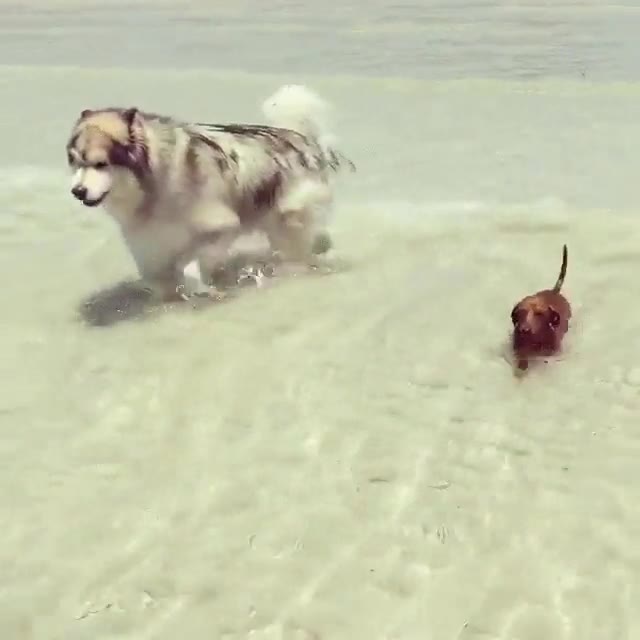 veces,tama&ntilde;o,problema,perro,olas