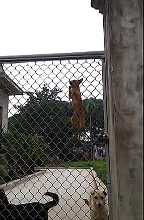 perro,negar,prisionero,valla
