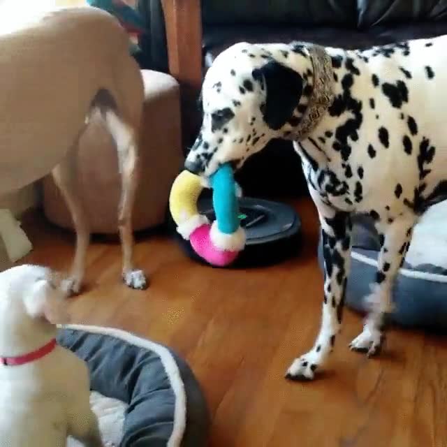 perro,jugar,mayores,juguete