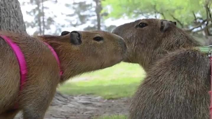 hotel,besos,parque,p&uacute;blico,capibara