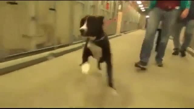 sensaci&oacute;n,felicidad,perro,adoptado