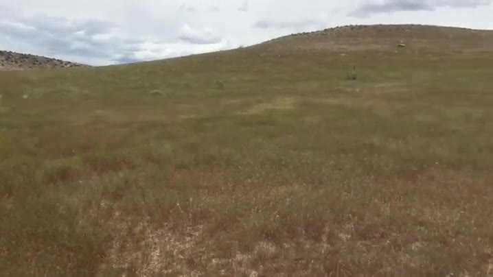 briznas,hierba,mover,viento,hipn&oacute;tico