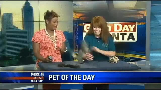 gato,jugar,demasiado,juegos,ubisoft,bug