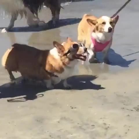 uno,perros,molones,visto,nunca