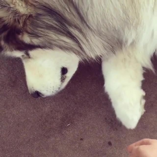 perro,tocar,fuera,servicio,intentar,tarde