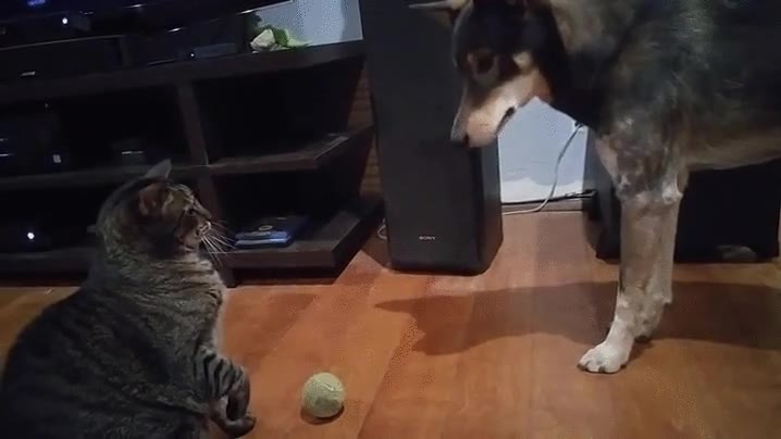 gato,mala leche,pelota,consentir,zarpazo
