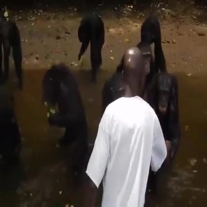 dando,plátanos,chimpances,necesitados,asegurar,sobrevivir