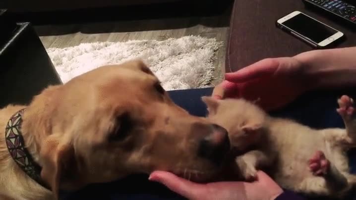 primera,toma de contacto,conocer,perro,gato