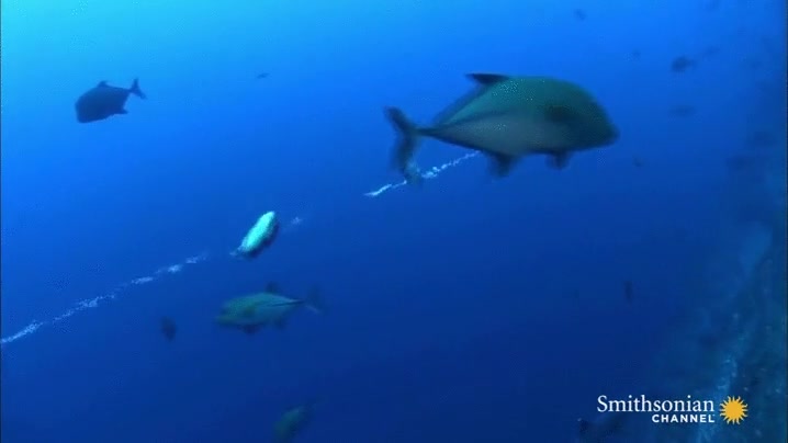 peces,bug,alta mar,corriente