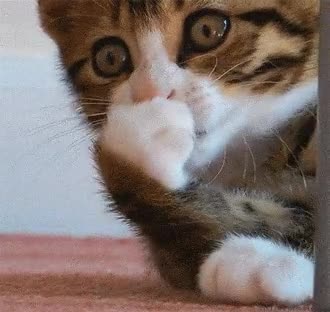 gatos,problema,problemas,preparensen para los problemas y mas vale que teman xD,no se que mas