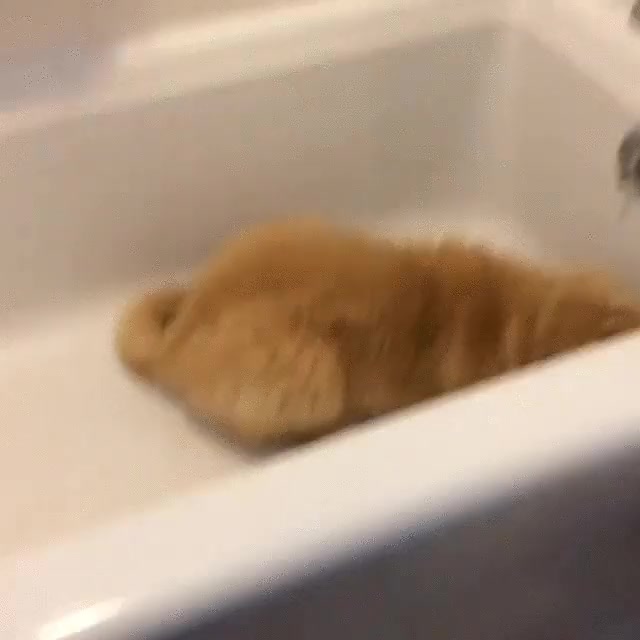 alguien,ansioso,dar,ba&ntilde;o