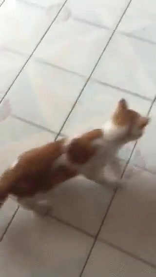 gatos,hoy en d&iacute;a,como los de antes