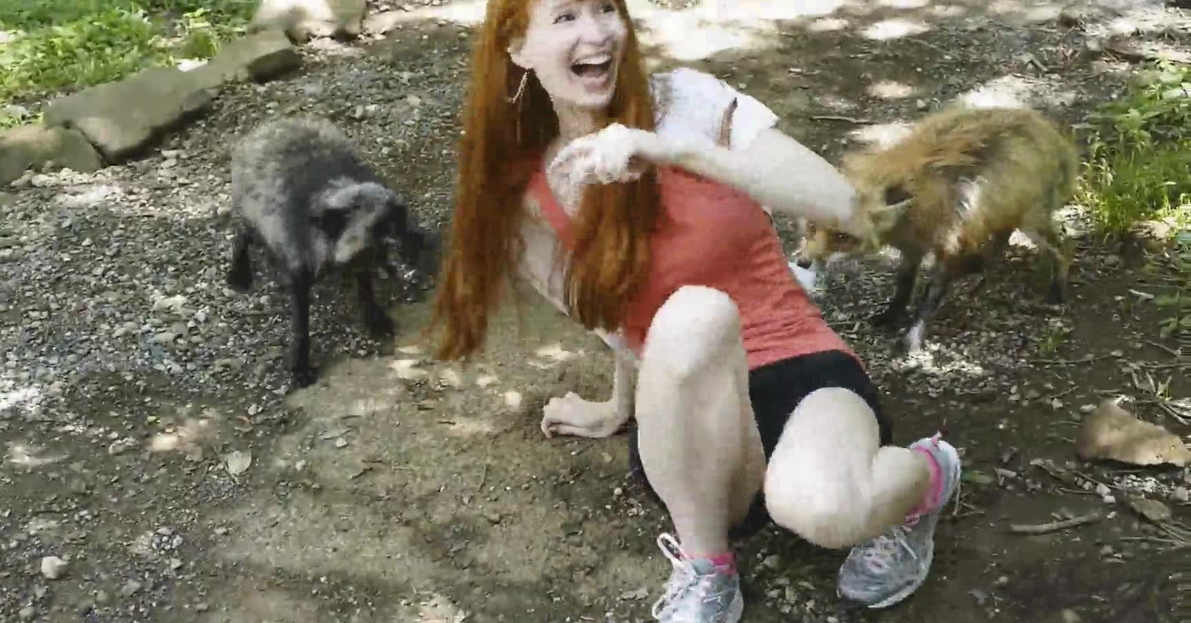 нападают ли лисы