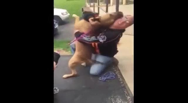 perro,reencuentro,amo,2 a&ntilde;os,felicidad