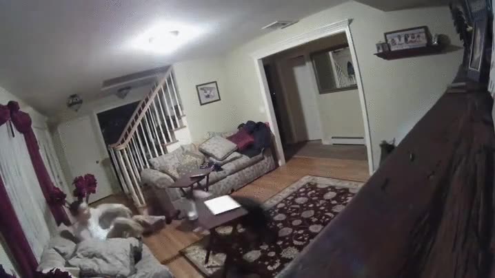 padre,pillar,perro,tele,vaso,leche,liada