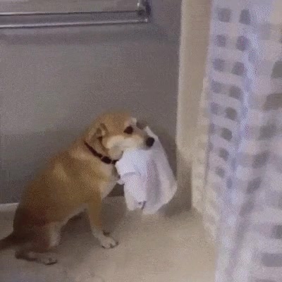 mejor,amigo,hombre,perro,ayudar