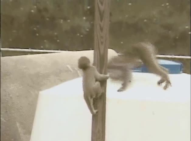 mono,detr&aacute;s,representa,&eacute;xito,vida