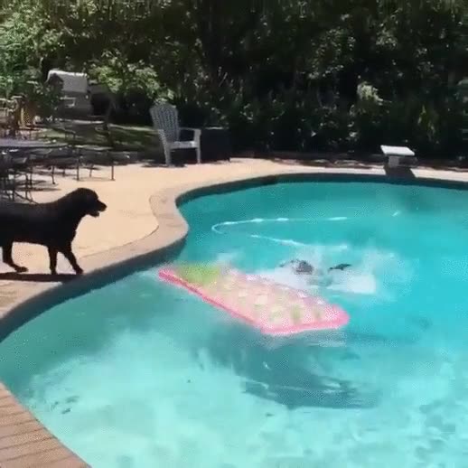 perro,dar todo,estar,due&ntilde;a