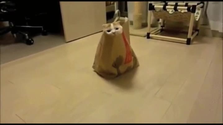 creo,quedar,dentro,bolsa,gato