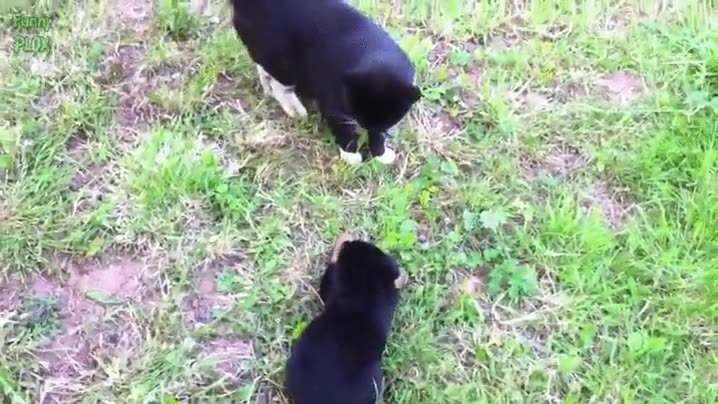 aún,gato,preparado,joven,padawan