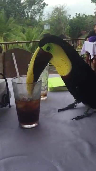 p&aacute;jaro,mesa,bar,pedir,coca cola