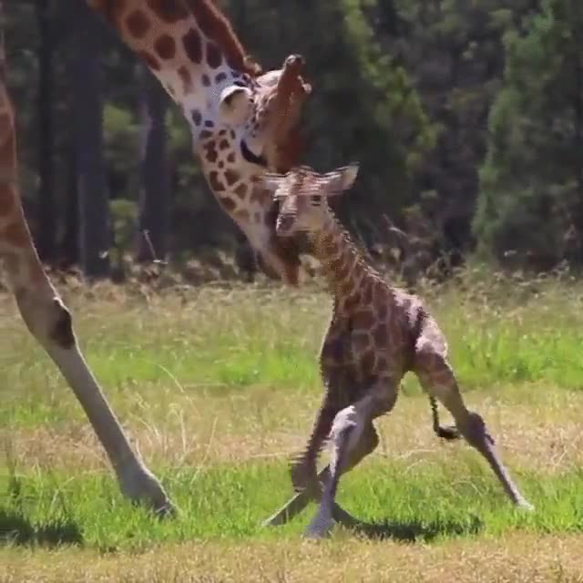 primeros,pasos,jirafa,reci&eacute;n nacida