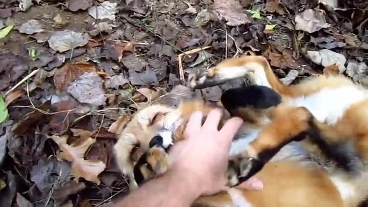 zorro,gustar,rascar,mimos